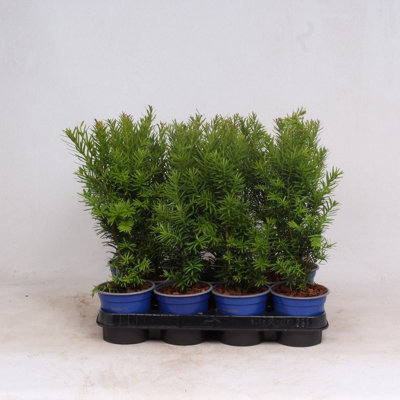 weihnachtsstern 100cm XXL WEIHNACHTSSTERN - ASCHBRAUN