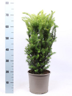 thuja d8 Junior Giant Thuja Tree for Sale - Grows to 20' Tall main image 1