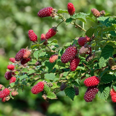 Tayberry 3 x Fruit Plant Mix in 9cm Pots - Raspberry & BlackBerry ...