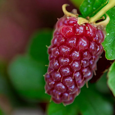 Tayberry 3 x Fruit Plant Mix in 9cm Pots - Raspberry & BlackBerry ...