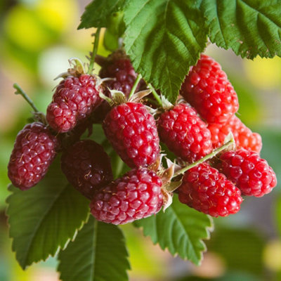 Tayberry Medana Fruit Plant in 9cm Pot - Raspberry & BlackBerry Hybrid ...