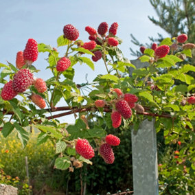 Tayberry Plant in a 1.7L Pot Hybrid Fruit Bush