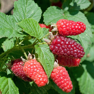 Tayberry Plant in a 1.7L Pot Hybrid Fruit Bush