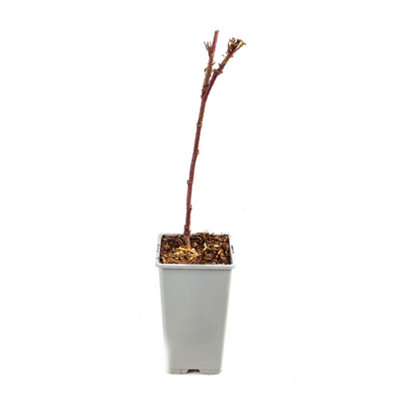 Tayberry Plant in a 1.7L Pot Hybrid Fruit Bush - 3