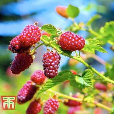 Tayberry (Rubus) Fruit 9cm Potted Plant x 1