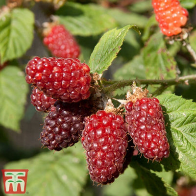 Tayberry (Rubus) Fruit 9cm Potted Plant x 1
