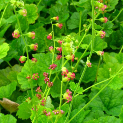 Tellima grandiflora Creamy Green Bell Flowers Versatile Shade Ground ...