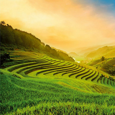 Terraced Rice Field In Vietnam - 384x260 - 5032-8