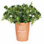 Terracotta Plant Pot With Dads Herb Garden Text