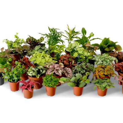 TERRARIUM PLANT MIX, PLANTS PERFECT FOR TERRARIUMS, INDOOR BABY PLANTS ...