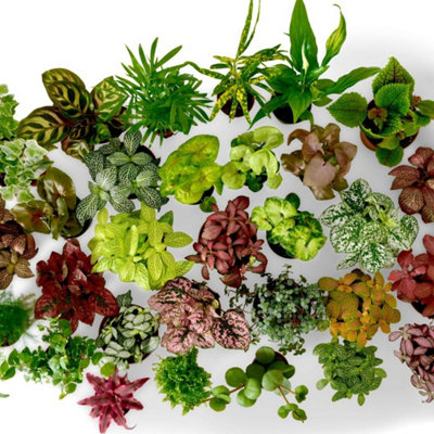 TERRARIUM PLANT MIX, PLANTS PERFECT FOR TERRARIUMS, INDOOR BABY PLANTS ...