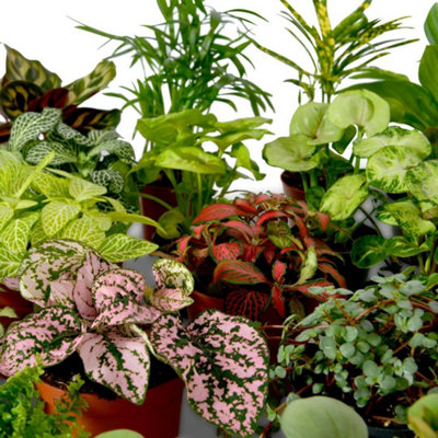 TERRARIUM PLANT MIX, PLANTS PERFECT FOR TERRARIUMS, INDOOR BABY PLANTS ...