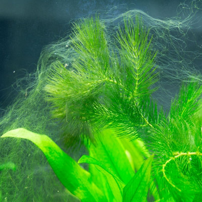 Tetra NITRATE MINUS 100ML Aquarium Treamtment