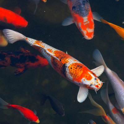 Tetra Pond MediFin to Treat Most Common Fish Diseases, 1 Litre