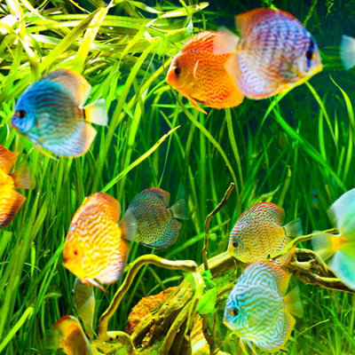 Tetra Pro Colour Tropical Fish Food (18g)