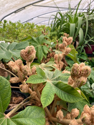 buy pothos plants Golden Pothos Plant (Epipremnum aureum)