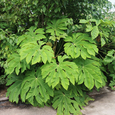 Tetrapanax Papyrifer Rex Chinese Rice-Paper Plant 2 Litre Pot Shrub Plant