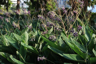 Thalia dealbata - 3x 7cm Plugs - Marginal Aquatic Pond Plant
