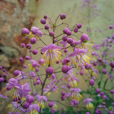 Thalictrum rochebruneanum in a 9cm Pot (Pack of 2)