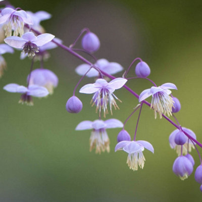 Thalictrum rochebruneanum in a 9cm Pot