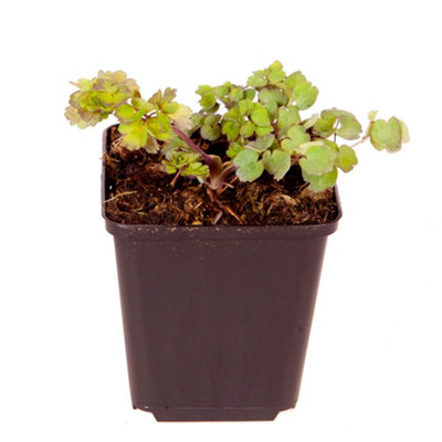 Thalictrum rochebruneanum in a 9cm Pot - 3