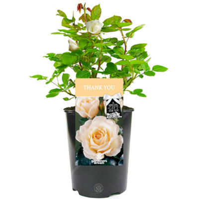 bulk ceramic planters 8042 Drip-glazed Bowl Planters - Set of 3 main image 1