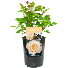 Thank You Cream Rose - Outdoor Plant, Ideal for Gardens, Compact Size
