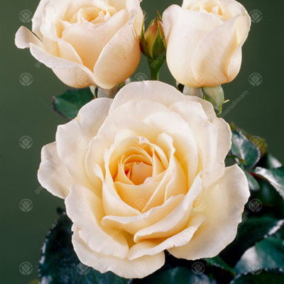Thank You Cream Rose - Outdoor Plant, Ideal for Gardens, Compact Size