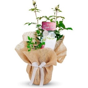 Thank You Rose Bush Gift Wrapped  - Plant Gift