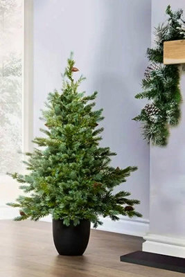 The 3ft Cairngorm Pine Potted Tree (Outdoor)