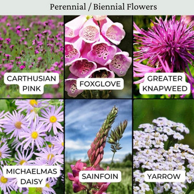 The Bees Knees Wildflower Seeds 100g (50m²) - 3