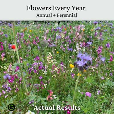 The Bees Knees Wildflower Seeds 100g (50m²) - 6