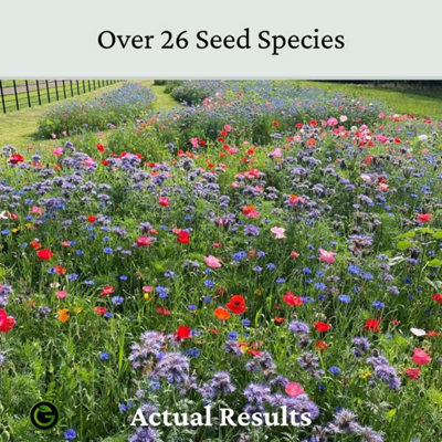 The Bees Knees Wildflower Seeds 50g (25m²)