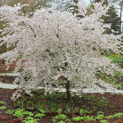 The Bride Flowering Cherry Blossom Tree Ornamental Prunus 9L Pot 1.8m ...