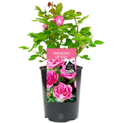 Thinking Of You Pink Rose - Outdoor Plant, Ideal for Gardens, Compact Size