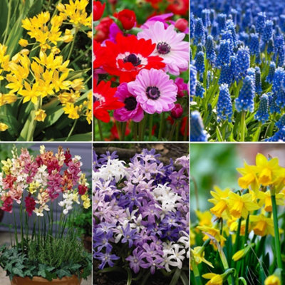 Thompson & Morgan 900 Spring Bulbs & Seeds Allium Daffodils Muscari ...