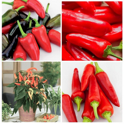 Thompson & Morgan Mixed Chilli Pepper Plants - 3x 9cm Pots