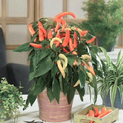 Thompson & Morgan Mixed Chilli Pepper Plants - 3x 9cm Pots