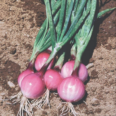 Thompson & Morgan Purplette Onion Seeds Small Purple Salad Spring Onion ...