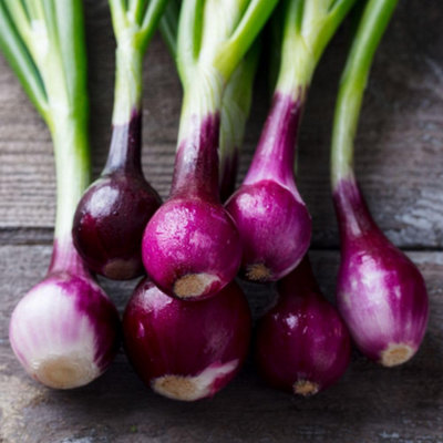 Thompson & Morgan Purplette Onion Seeds Small Purple Salad Spring Onion ...