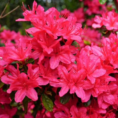 Thompson & Morgan Red Spring Blooming Evergreen Azalea Japonica - 9cm Pot
