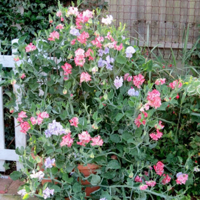 Thompson & Morgan Sweet Pea Minuet Purple Stripe - Fragrant Climbing ...