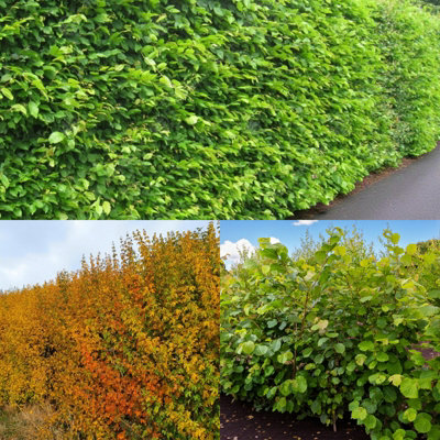 Thorn Free 40 x Bare Root Hedging Mix - Safe Native Hedge for Family ...
