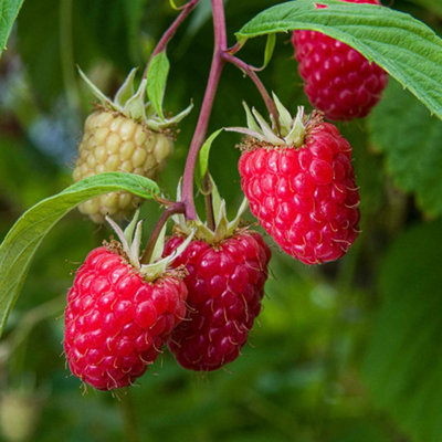 Thornless Raspberry 'Glen Mor' - Pre-rooted High-Yield Plant for Patio ...