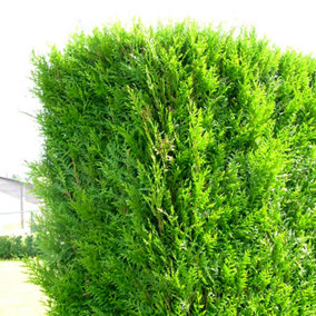 Thuja Atrovirens - Fast-Growing Cedar Hedging Plants, Hardy and Low Maintenance (20-40cm, 100 Plants)