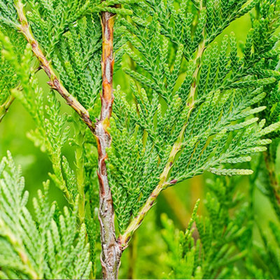 Thuja Atrovirens - Fast-Growing Cedar Hedging Plants, Hardy and Low Maintenance (20-40cm, 100 Plants)