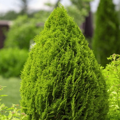 Thuja Brabant Evergreen Conifer Hedge Plant - Fast Growing Bare Root 30/40cm