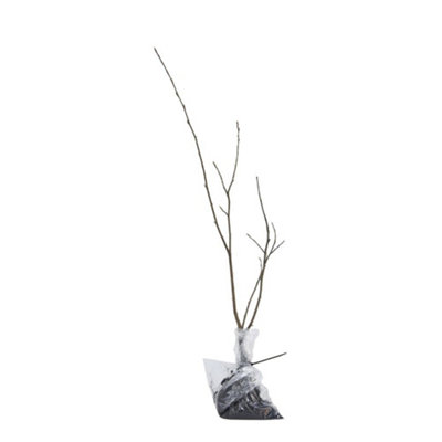 Thuja Brabant Evergreen Conifer Hedge Plant - Fast Growing Bare Root 30 ...