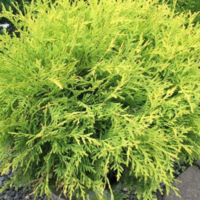 Thuja Golden Globe Tree - Compact Growth, Small Size, Evergreen Foliage (20-30cm Height Including Pot)