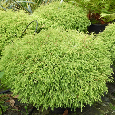Thuja Golden Globe Tree - Compact Growth, Small Size, Evergreen Foliage ...